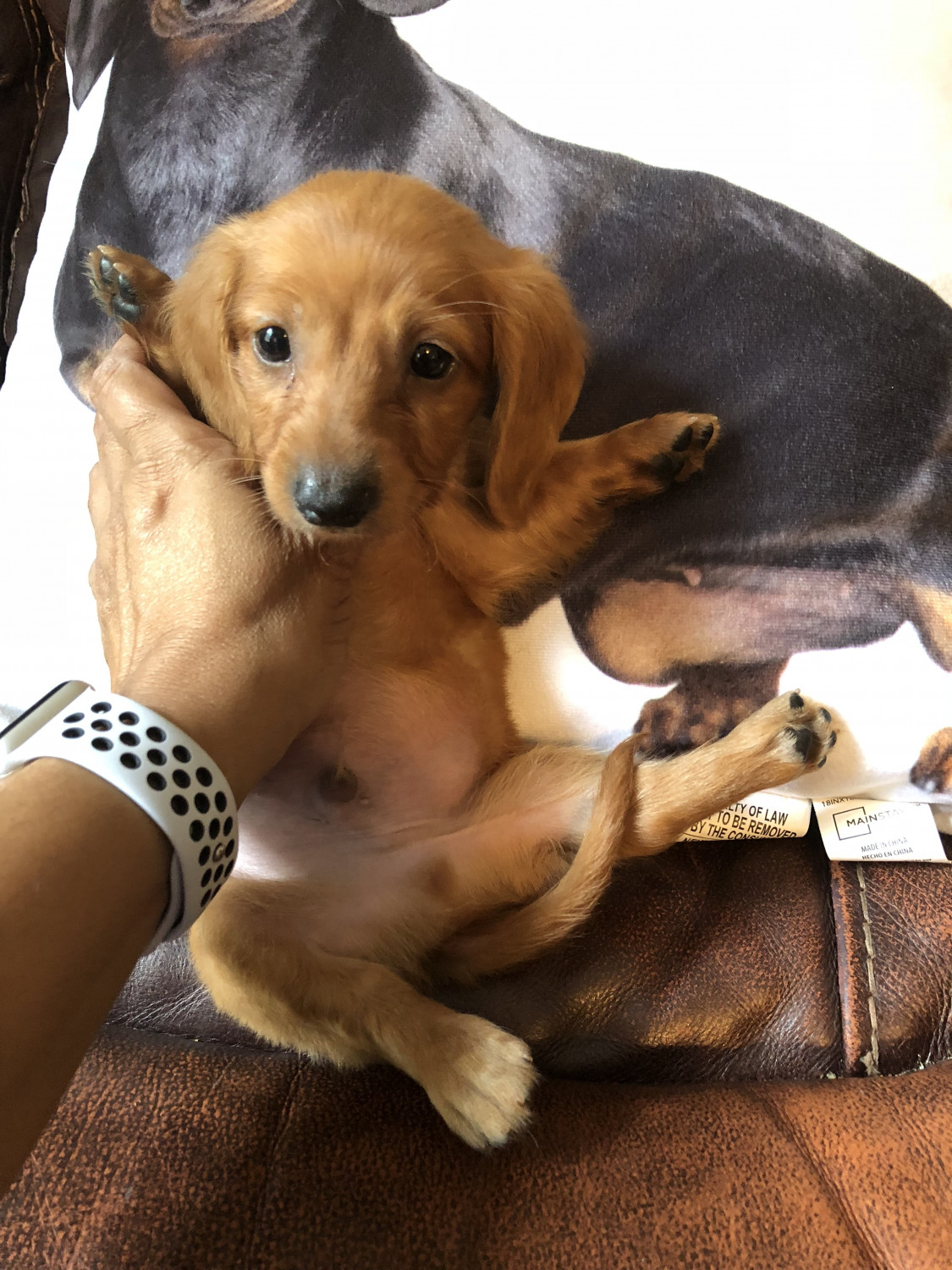 Dachshund Puppies For Sale Raleigh, NC 277767 Petzlover