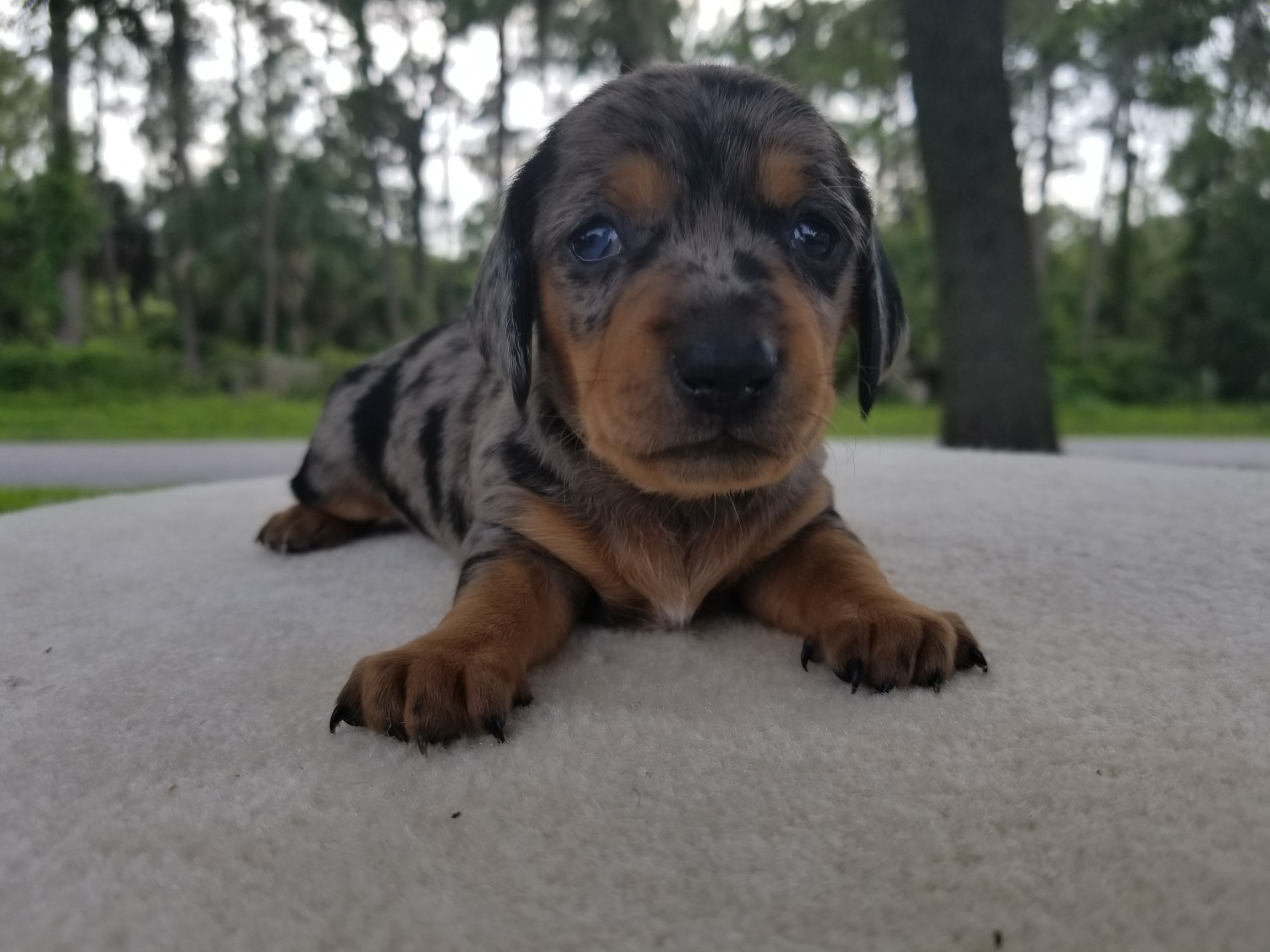 Dachshund Puppies For Sale Venice, FL 278697 Petzlover
