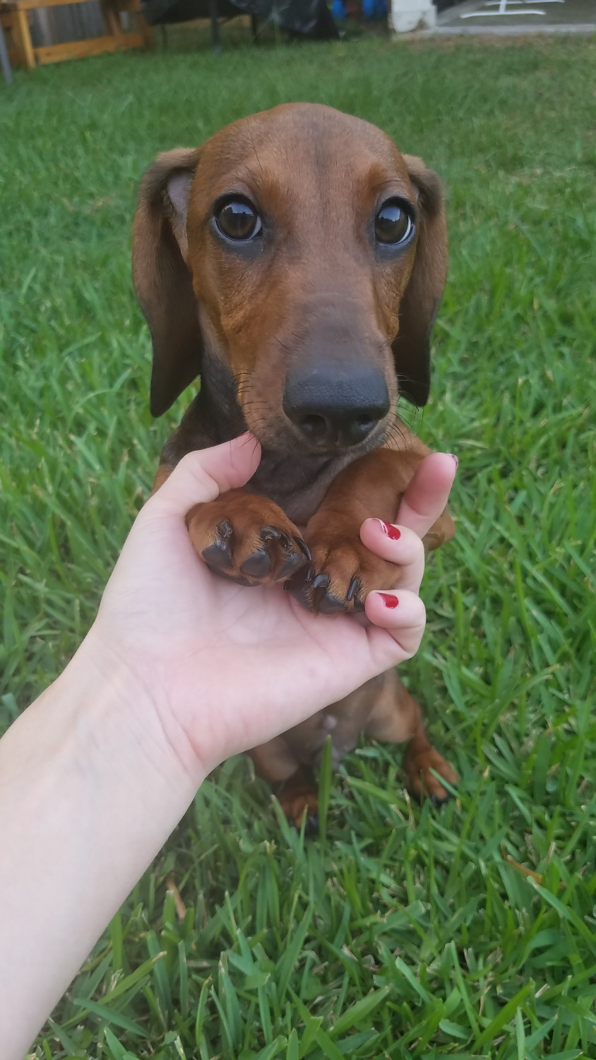 Dachshund Puppies For Sale Katy, TX 279703 Petzlover