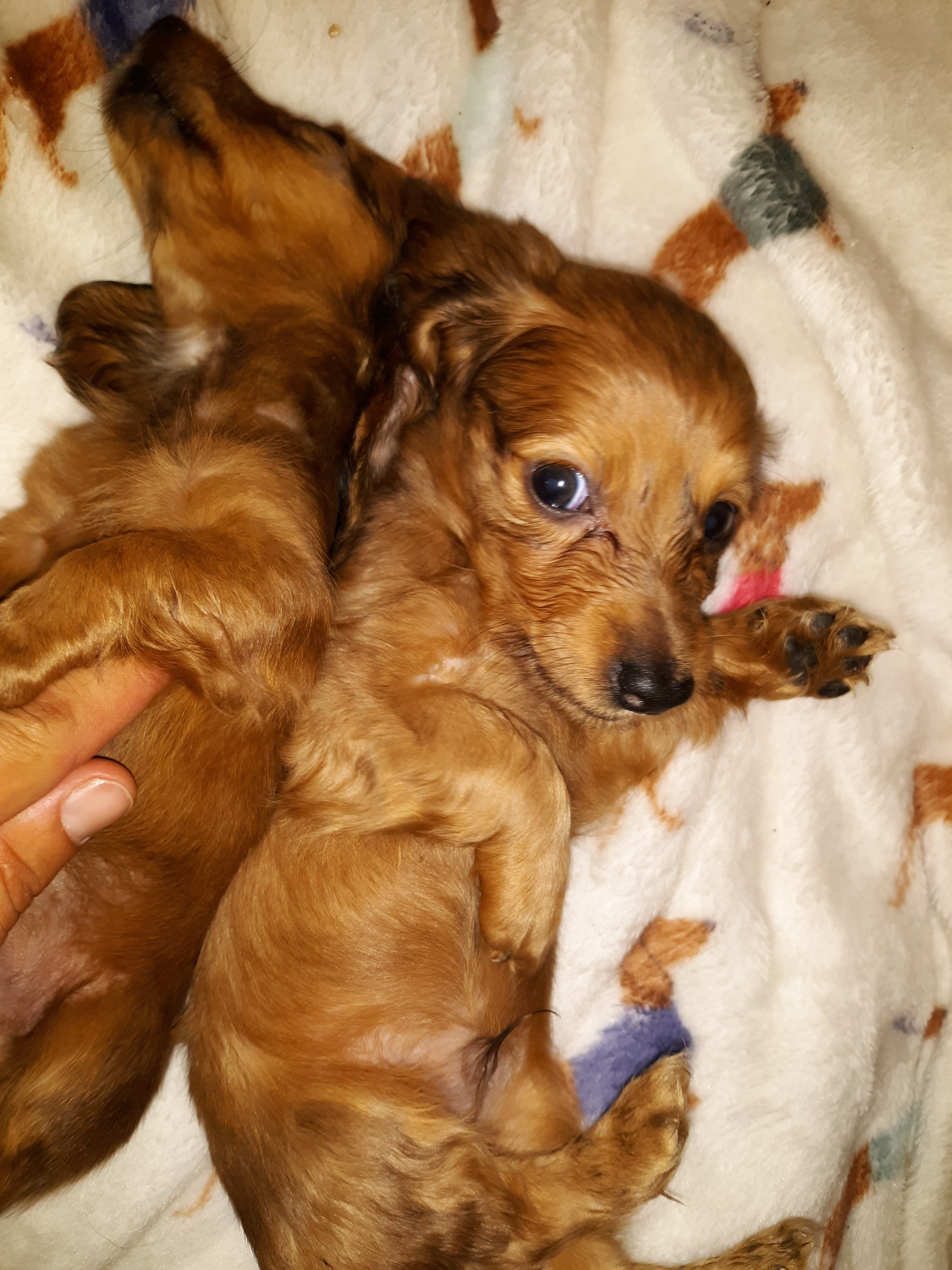 Dachshund Puppies For Sale Paso Robles, CA 282348