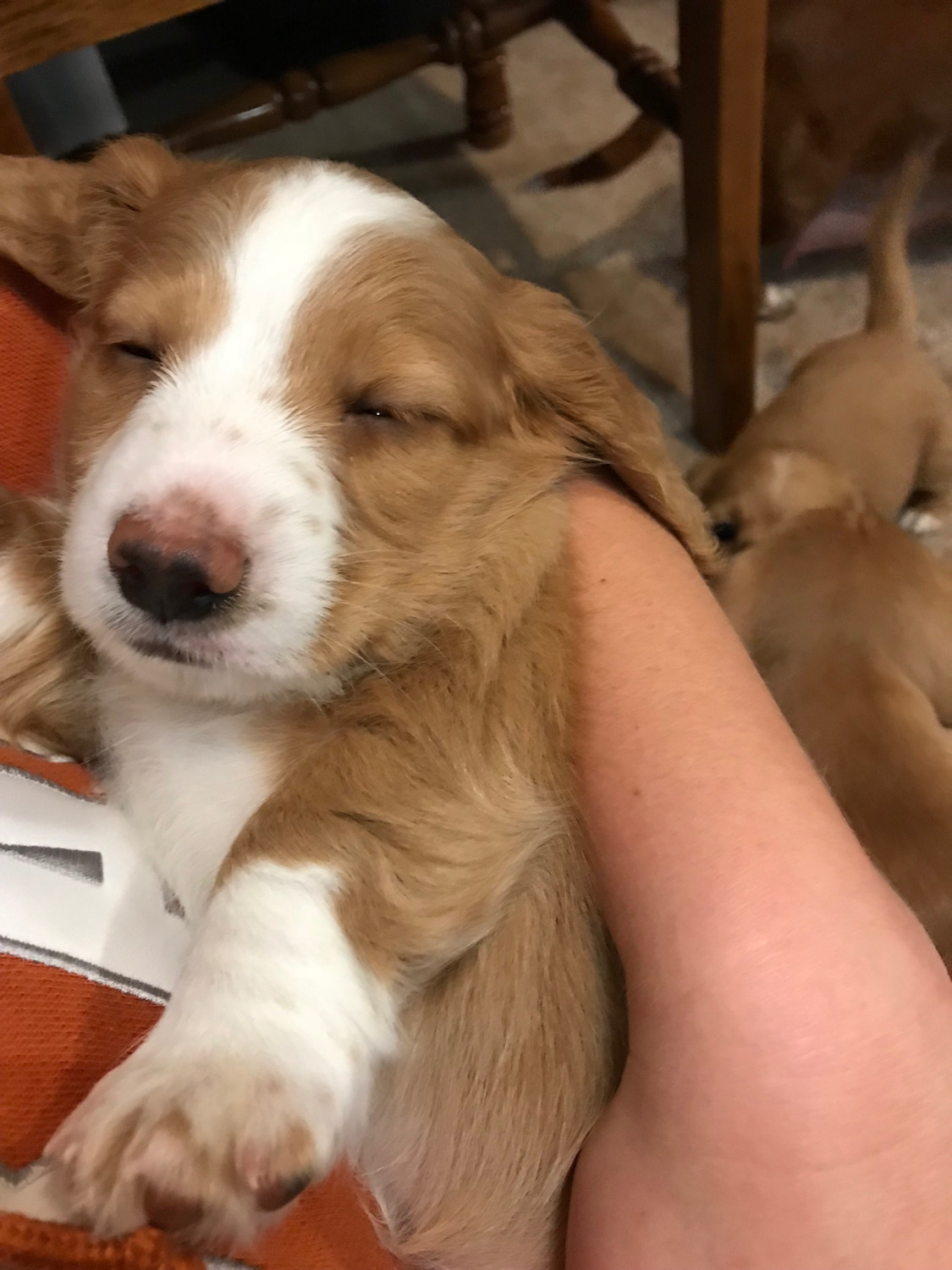 52 Best Photos Dachshund Puppies Oregon For Sale