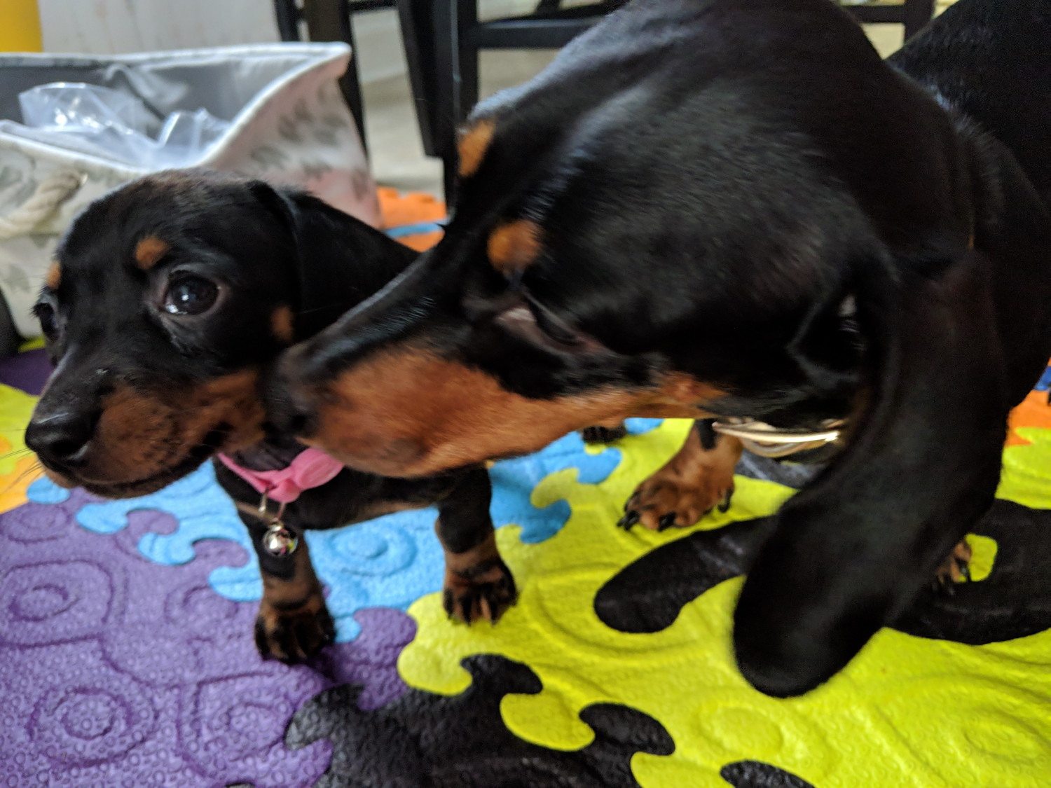 Dachshund Puppies For Sale Hampton Roads, VA 288493