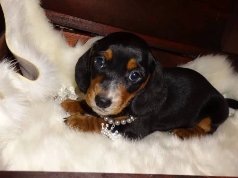 Dachshund Puppies For Sale Portland, OR 290798