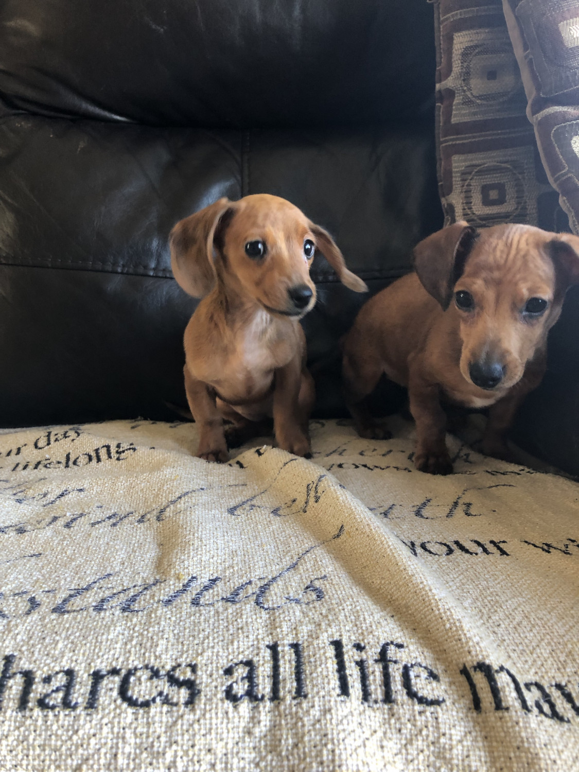 Dachshund Puppies For Sale In Michigan PetsWall