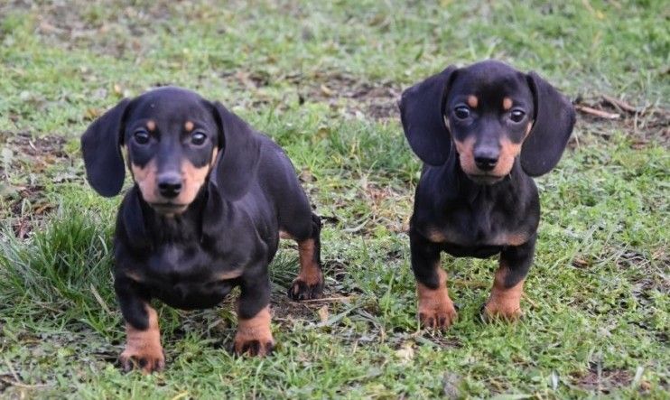 Dachshund Puppies Oregon MINIATURE DACHSHUND PUPPIES