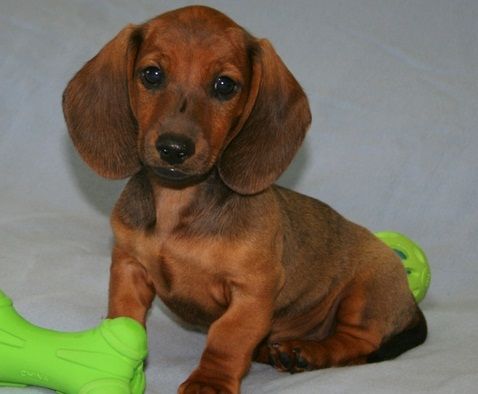 Dachshund Puppies For Sale | Orlando, FL #297420 | Petzlover