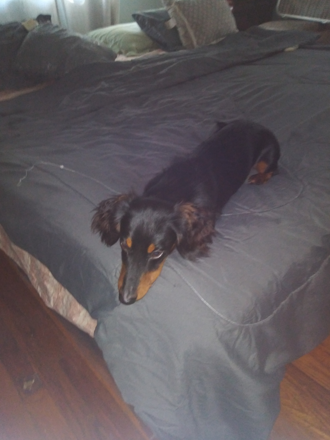 Dachshund Puppies Tampa Dachshund Puppies Available Near
