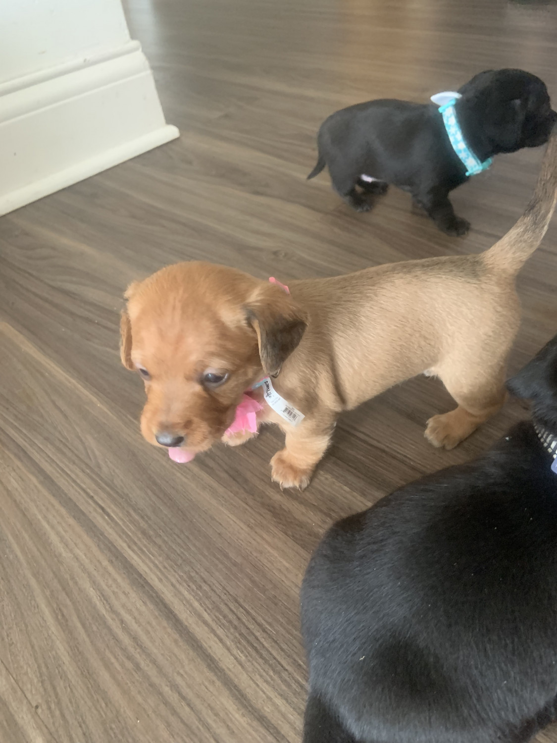 Dachshund Puppies For Sale | Georgetown, KY #301388