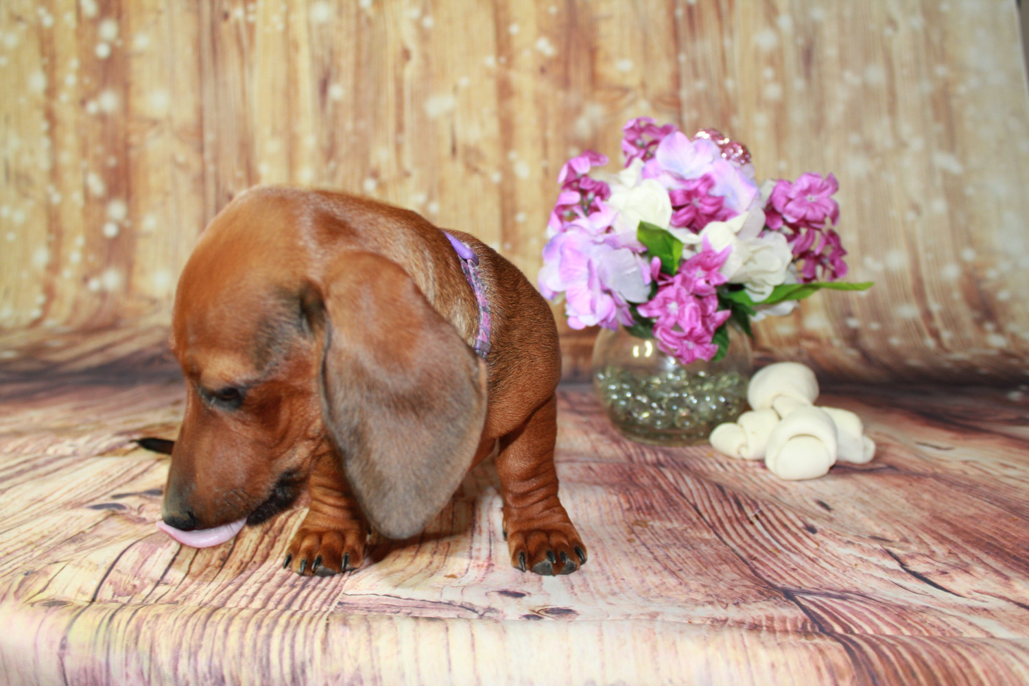 Dachshund Puppies For Sale Trellis Arch, VA 301495