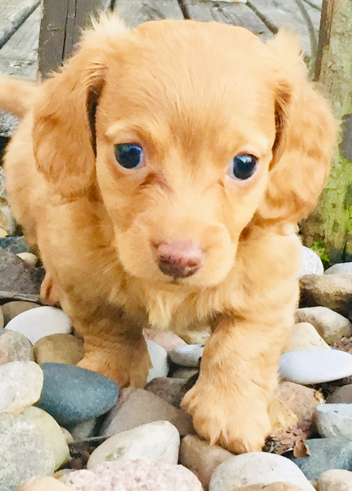 Dachshund Puppies For Sale Bay City, MI 302717
