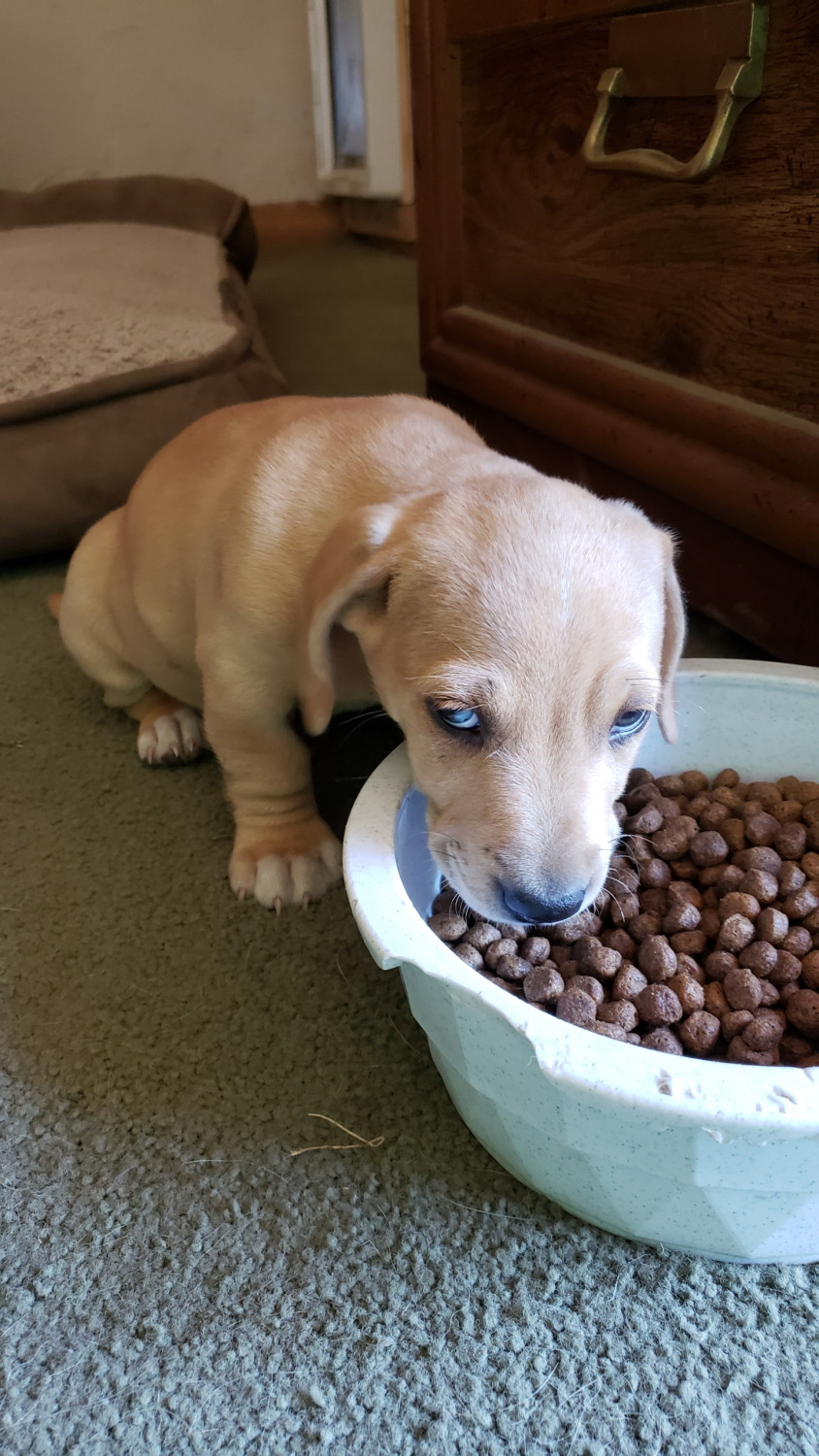 Dachshund Puppies For Sale Longview, WA 303824