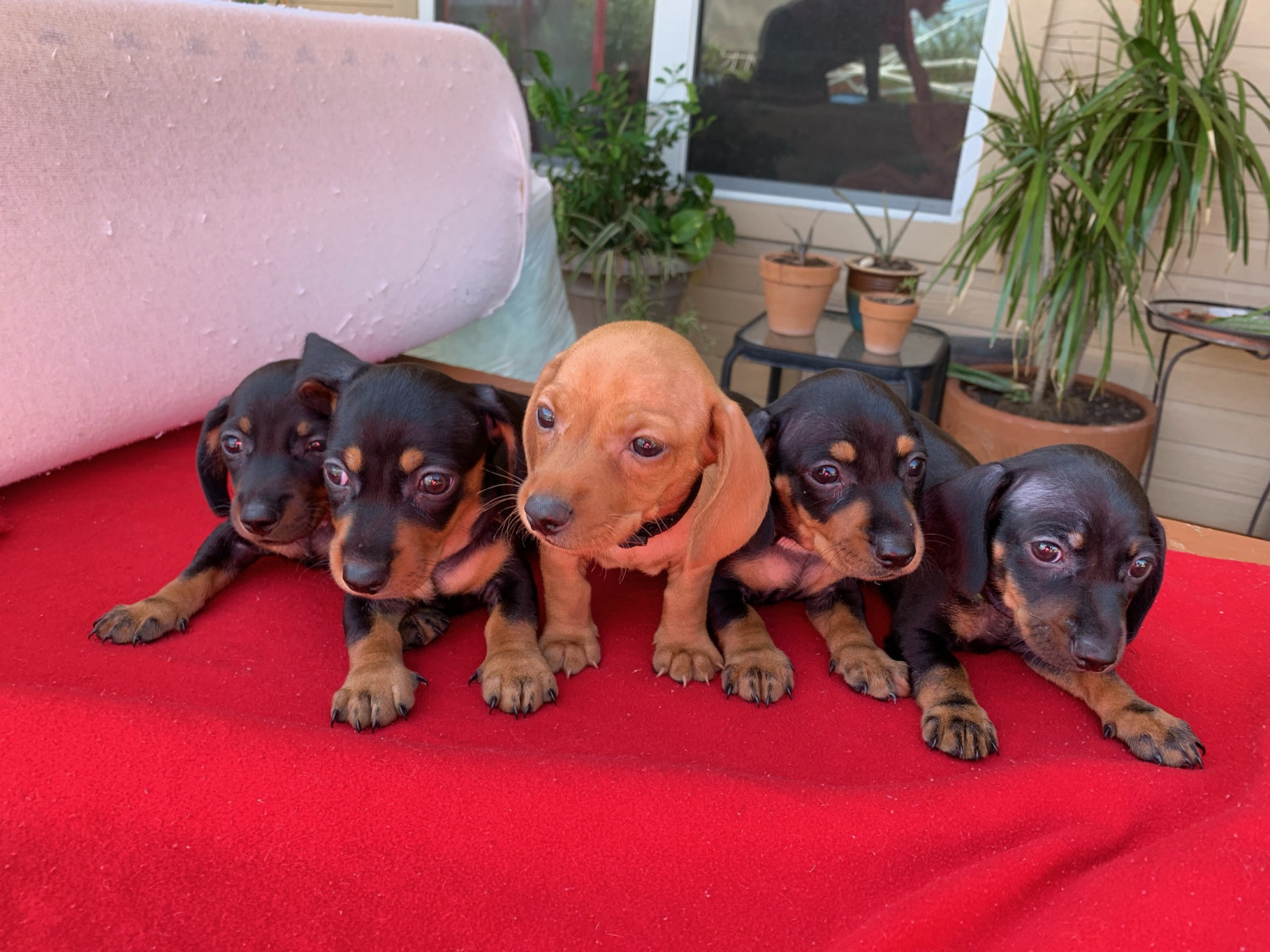 Dachshund Puppies For Sale Killeen, TX 305002 Petzlover