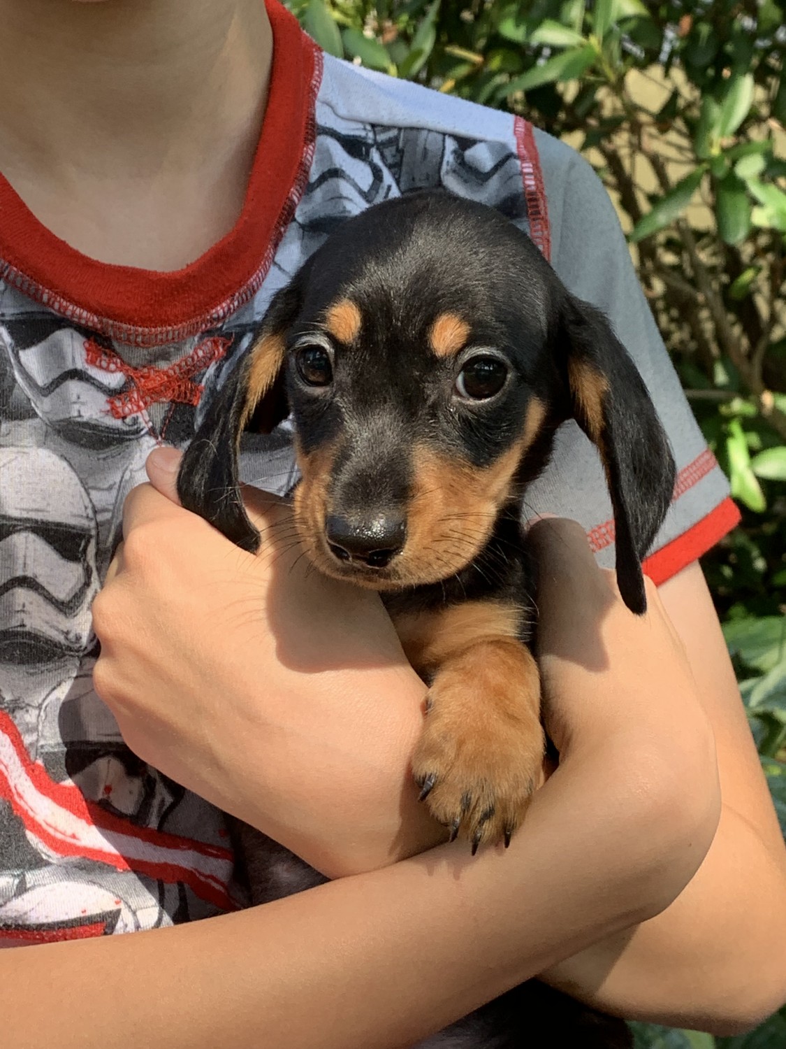 Dachshund Puppies For Sale Otisville, NY 306099