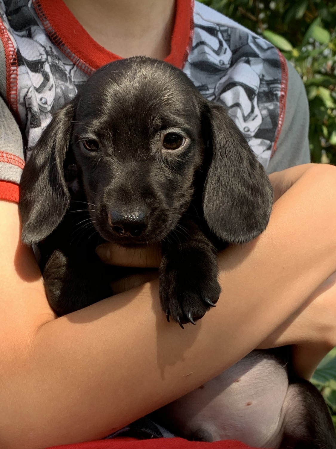 Dachshund Puppies For Sale Otisville, NY 306099