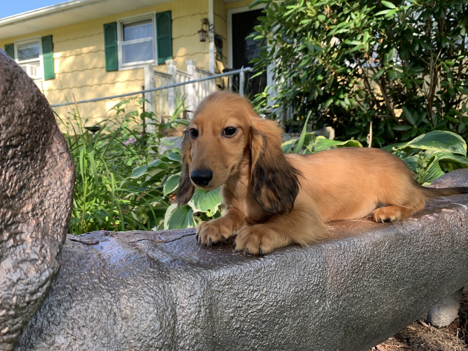Dachshund Puppies For Sale Otisville, NY 306102