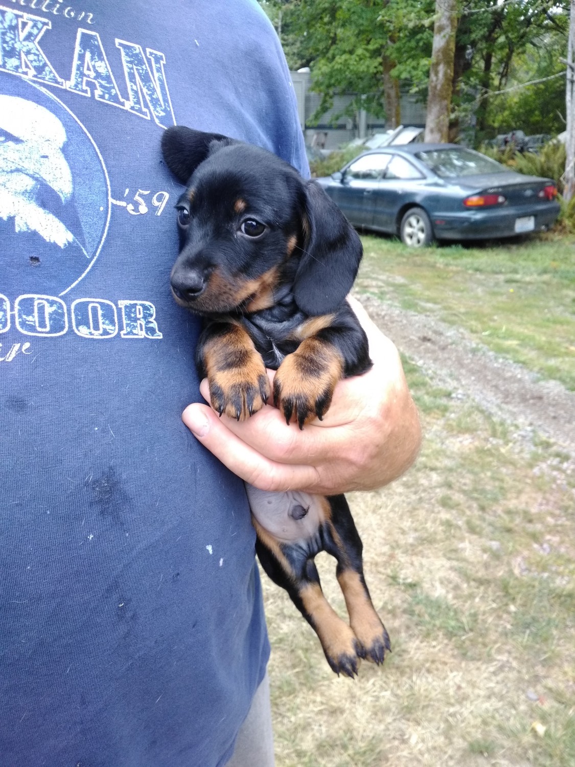 Dachshund Puppies For Sale Shelton, WA 305649 Petzlover