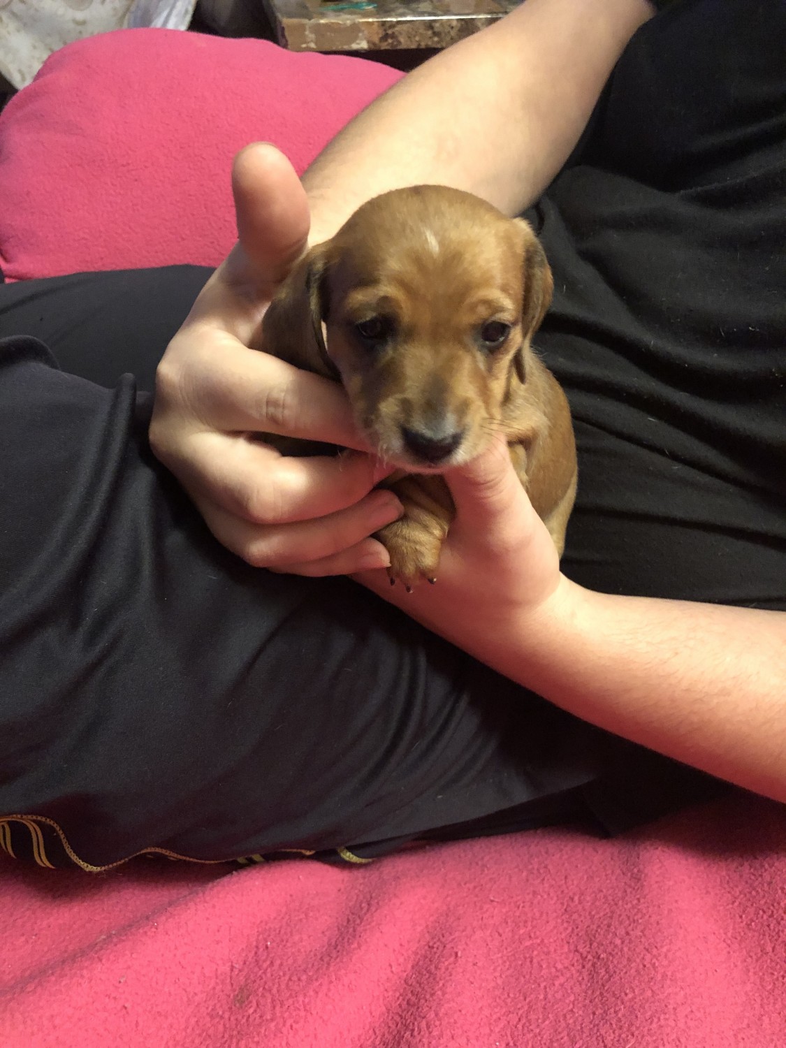 Dachshund Puppies For Sale Palm Springs, CA 310837