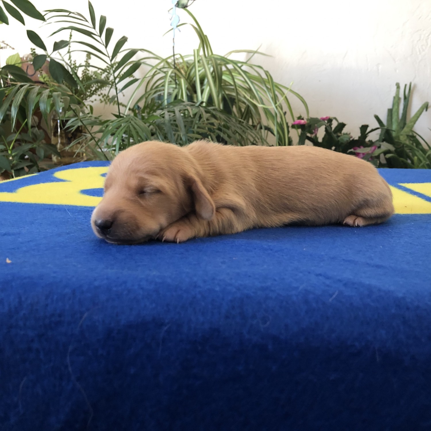 Dachshund Puppies For Sale Roberts, MT 310882 Petzlover