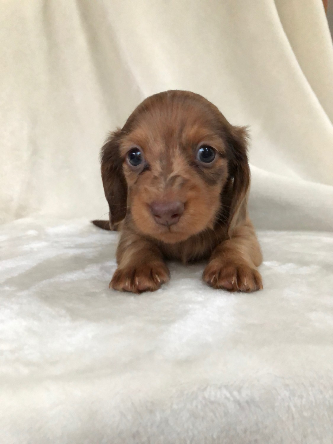Dachshund Puppies For Sale Cleveland, OH 312811