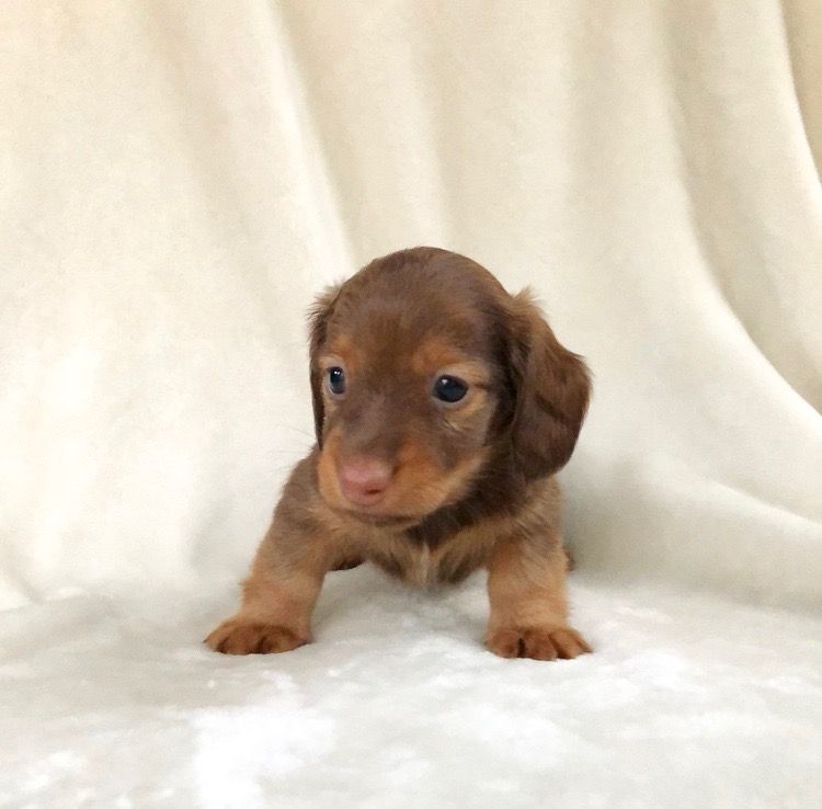 Dachshund Puppies For Sale | Cleveland, OH #312811