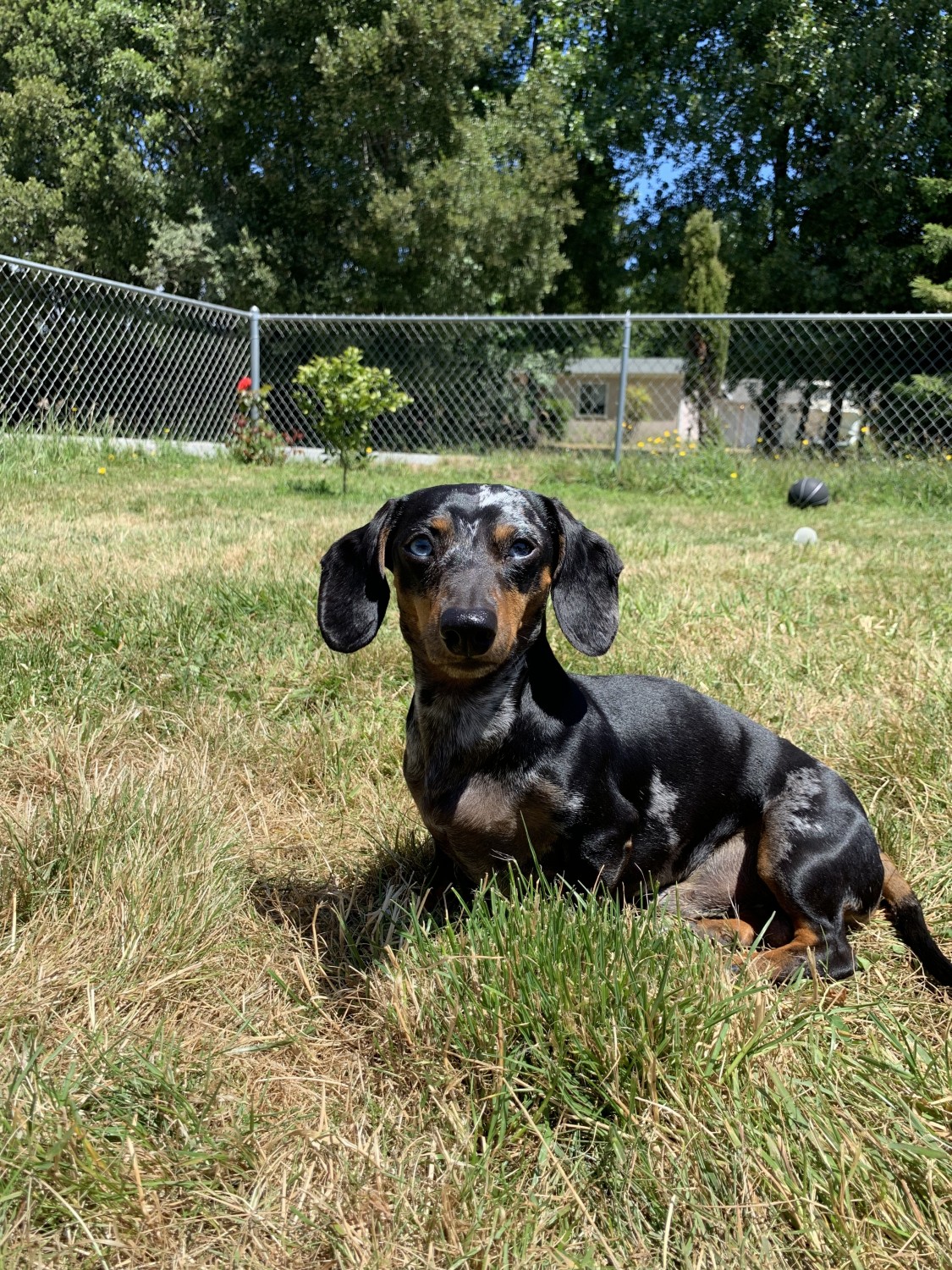 Dachshund Puppies For Sale Crescent City, CA 313838