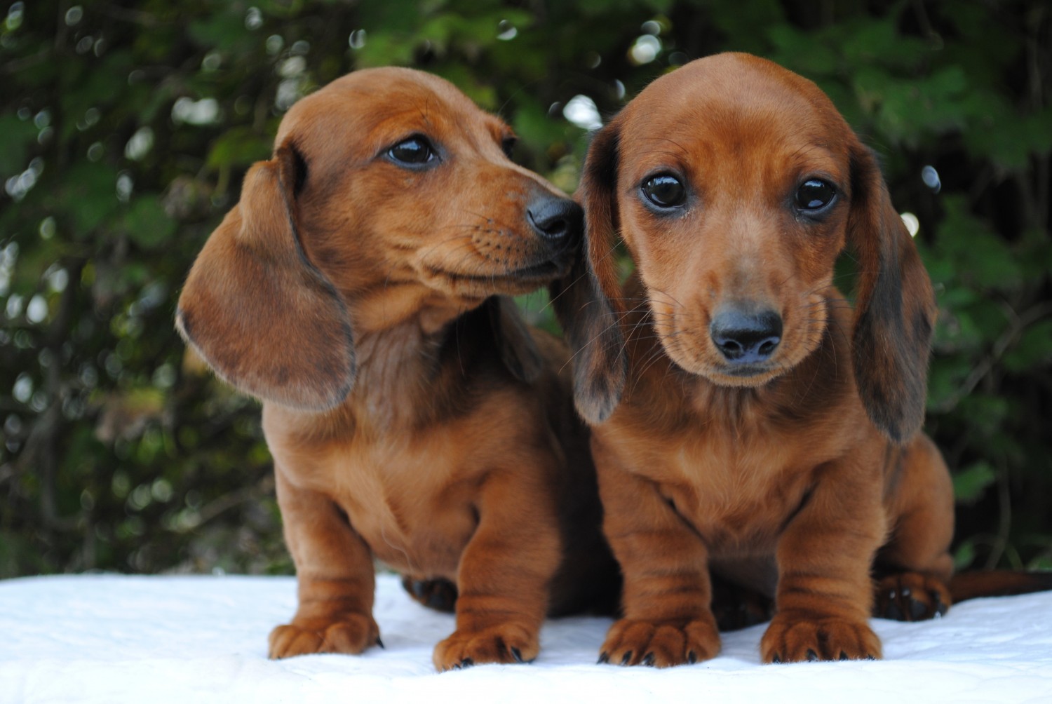Miniature Dachshund Puppies For Sale In