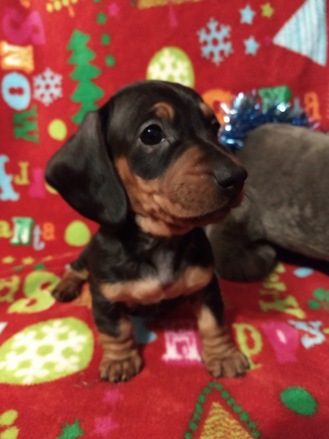Dachshund Puppies For Sale Portage, WI 320549 Petzlover