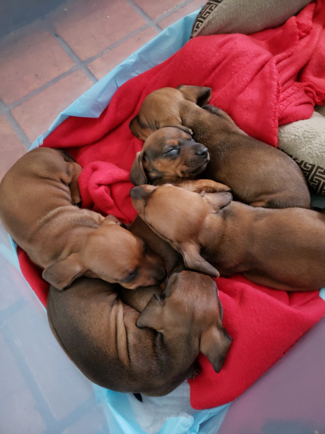 Dachshund Puppies For Sale | Tallahassee metropolitan area ...