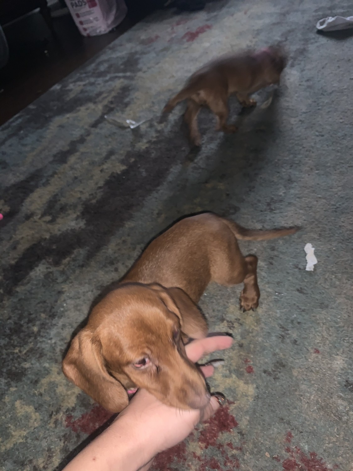 "Dachshund" Puppies For Sale Springfield, MO 324482