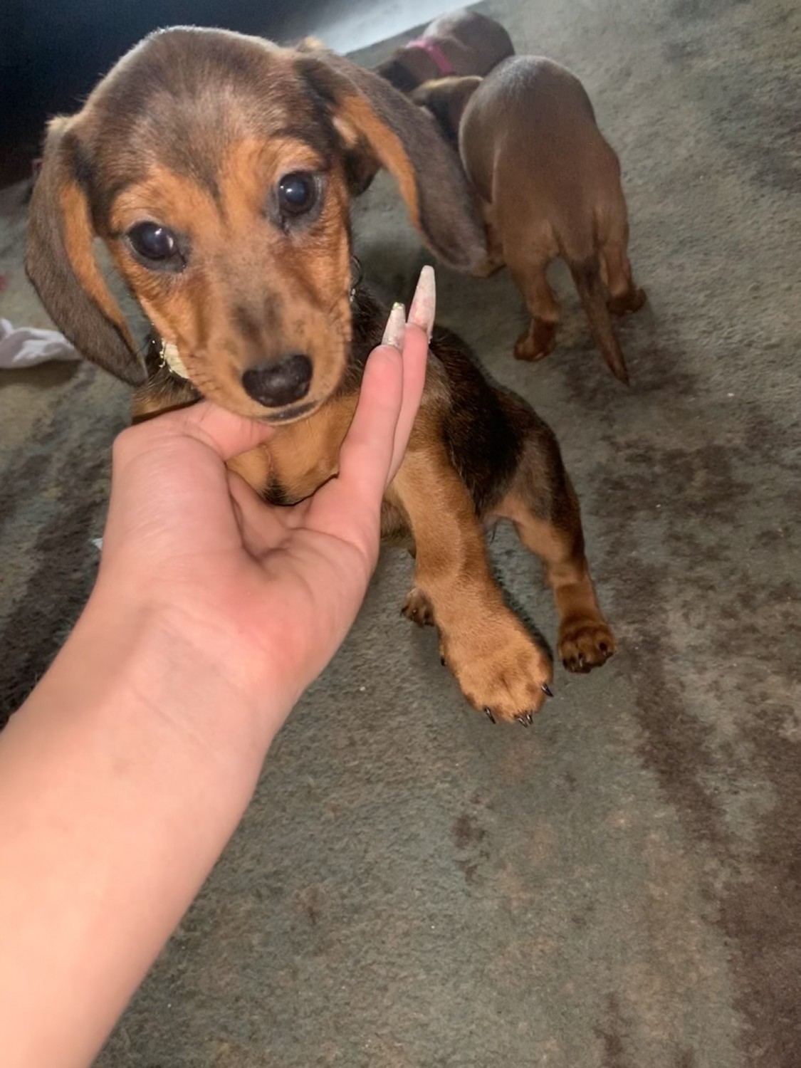 Dachshund Puppies For Sale Springfield, MO 324482