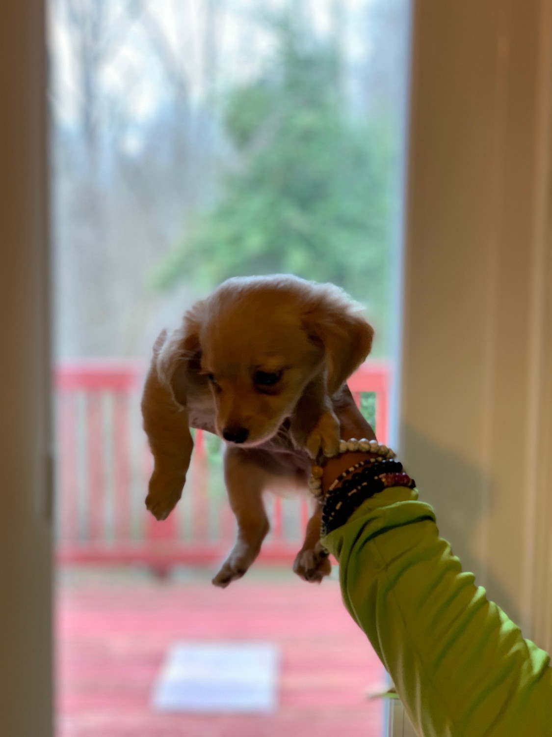 Dachshund Puppies For Sale Sioux Falls, SD 325639