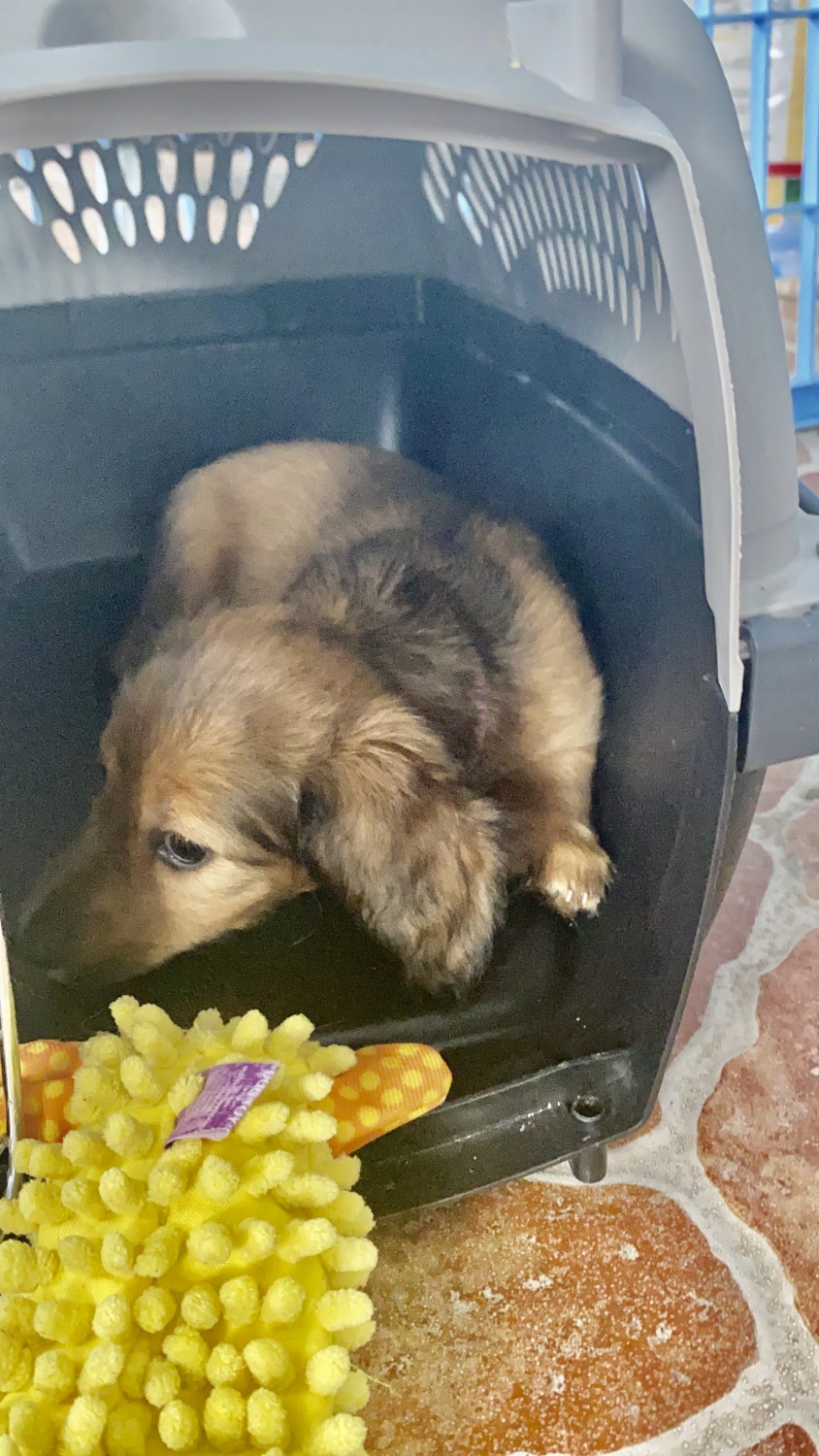 Dachshund Puppies For Sale Miami, FL 325645 Petzlover