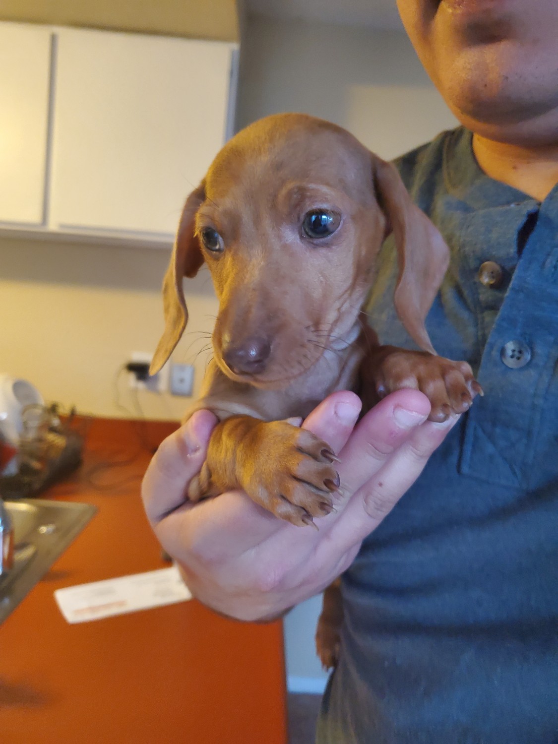 Dachshund Puppies For Sale Colorado Springs, CO 326409