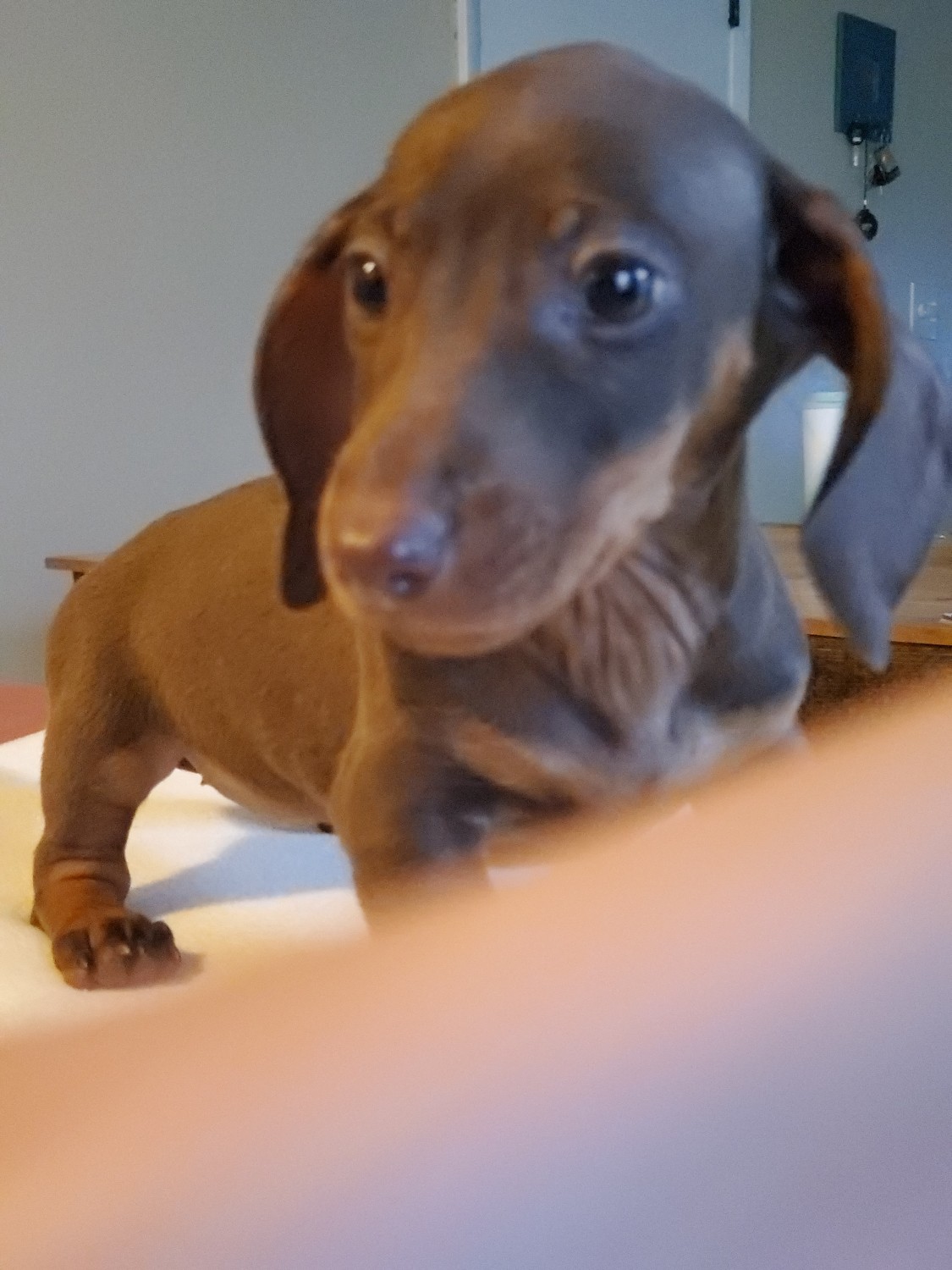 Dachshund Puppies For Sale Colorado Springs, CO 326409