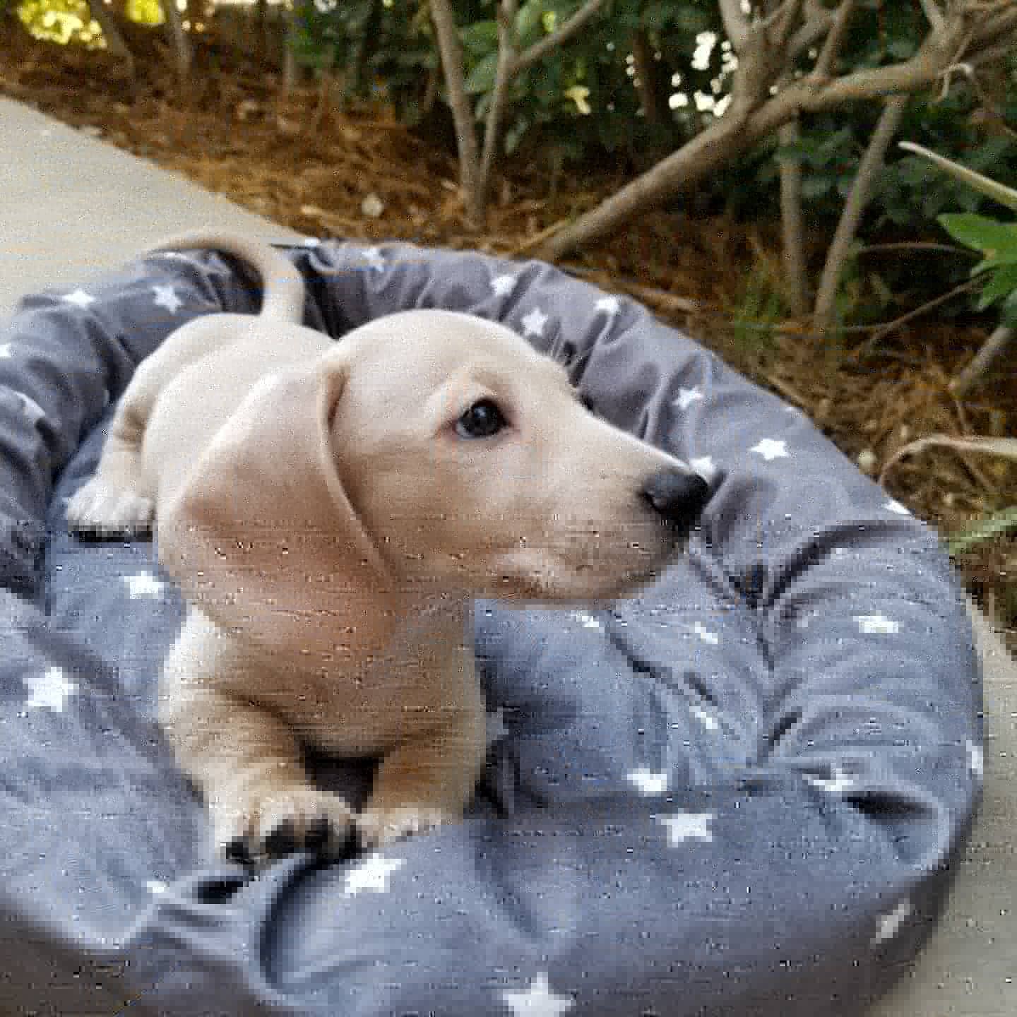 Dachshund Puppies For Sale Perris, CA 331495 Petzlover