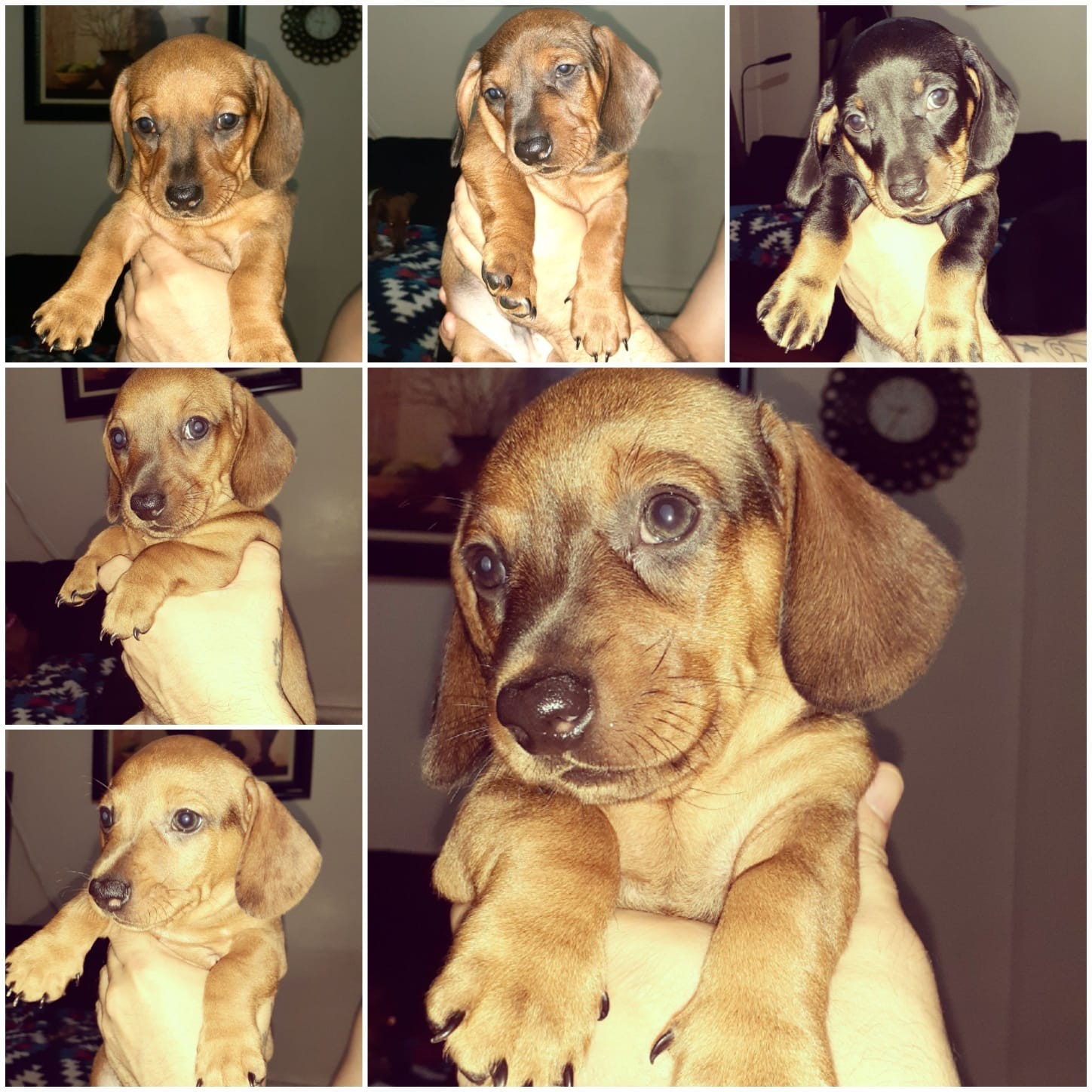 Dachshund Puppies For Sale New York, NY 332714