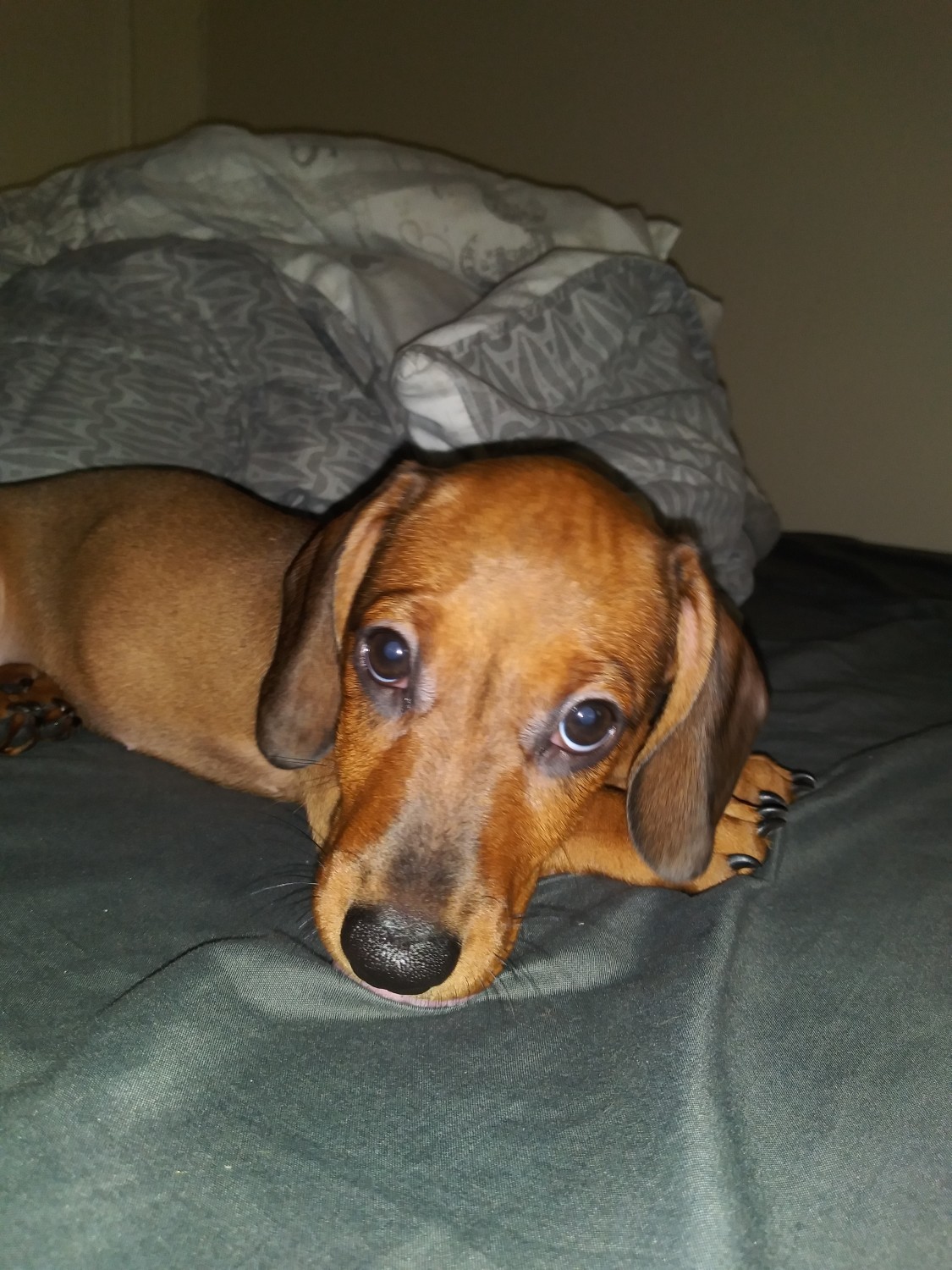 Dachshund Puppies For Sale New York, NY 334257