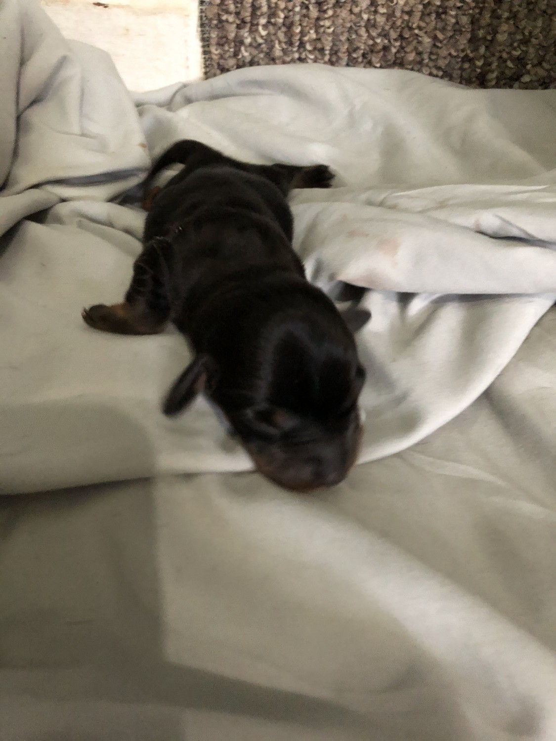 Dachshund Puppies For Sale | Independence, KY #334854
