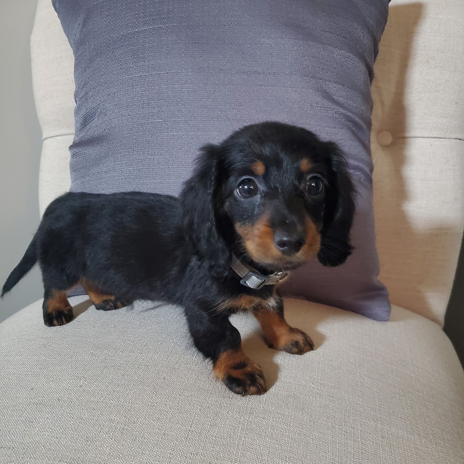 Dachshund Puppies For Sale Cleveland, OH 337223