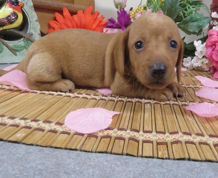 Dachshund Puppies For Sale Milwaukee, WI 337604
