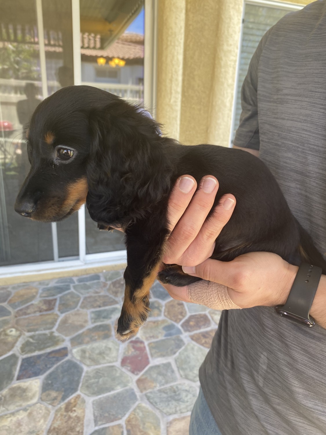 Dachshund Puppies For Sale Henderson, NV 355964