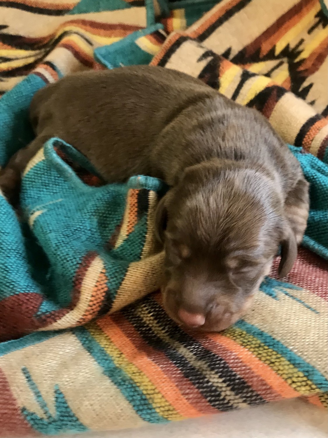 "Dachshund" Puppies For Sale Calera, OK 356437 Petzlover
