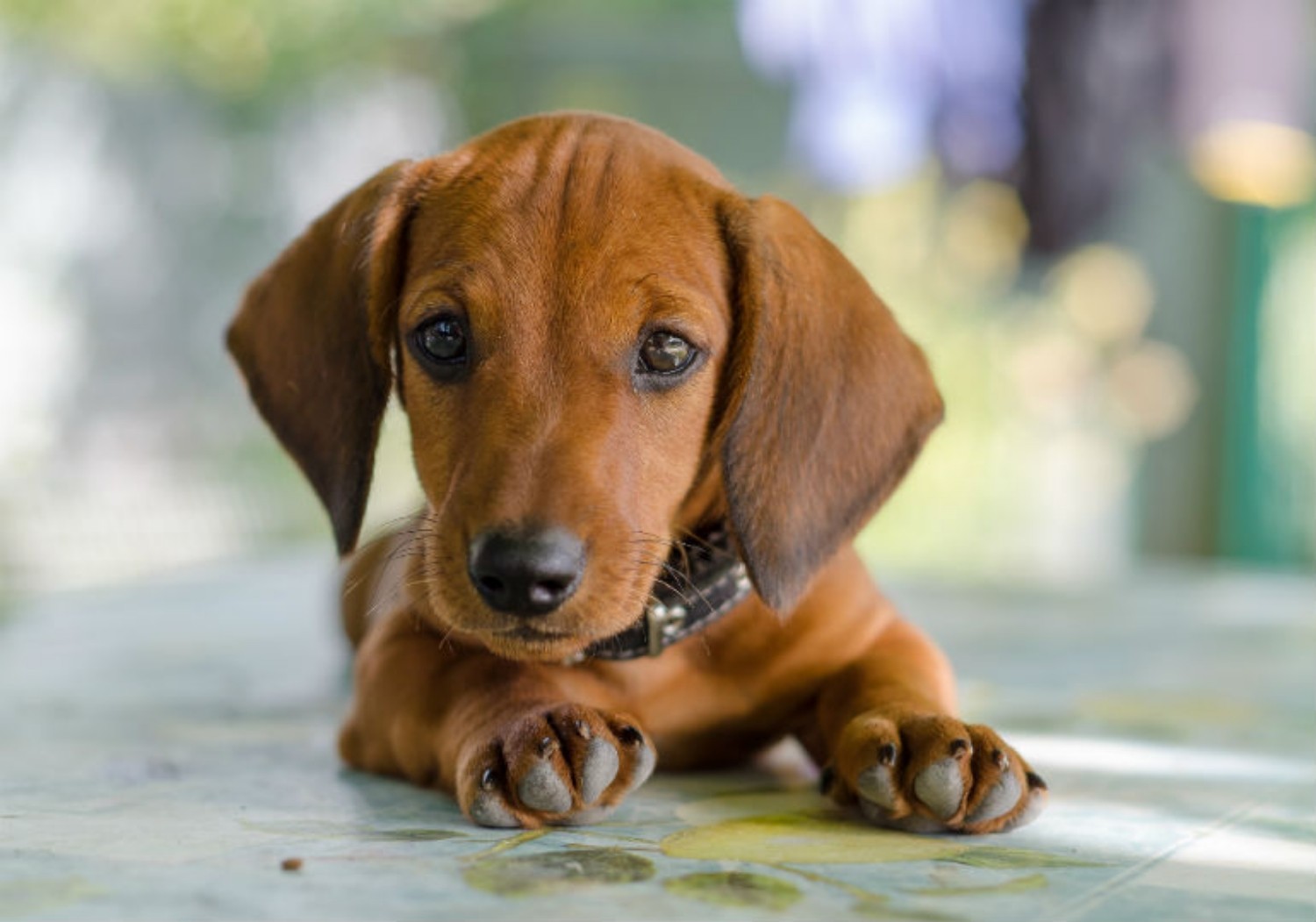 Dachshund Dog Breed Information, Images, Characteristics