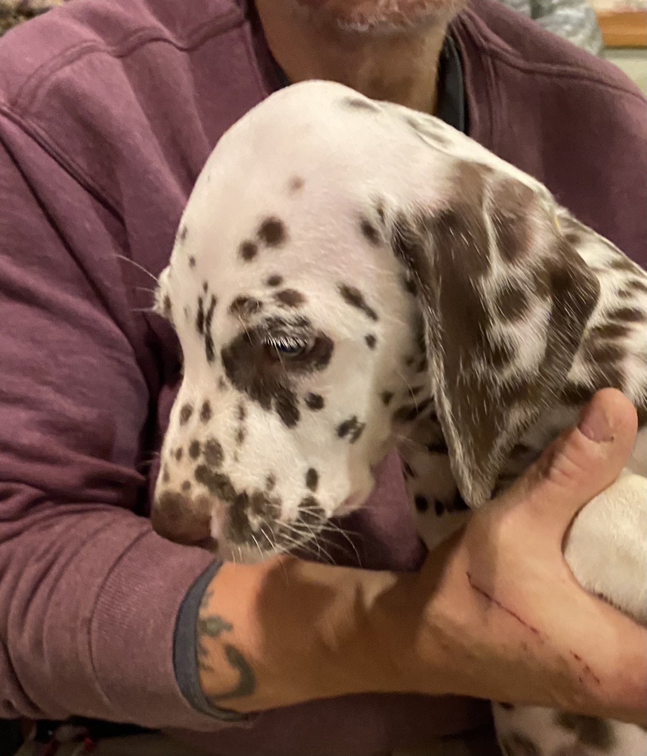 Dalmatian Puppies For Sale Concord, NH 399296 Petzlover