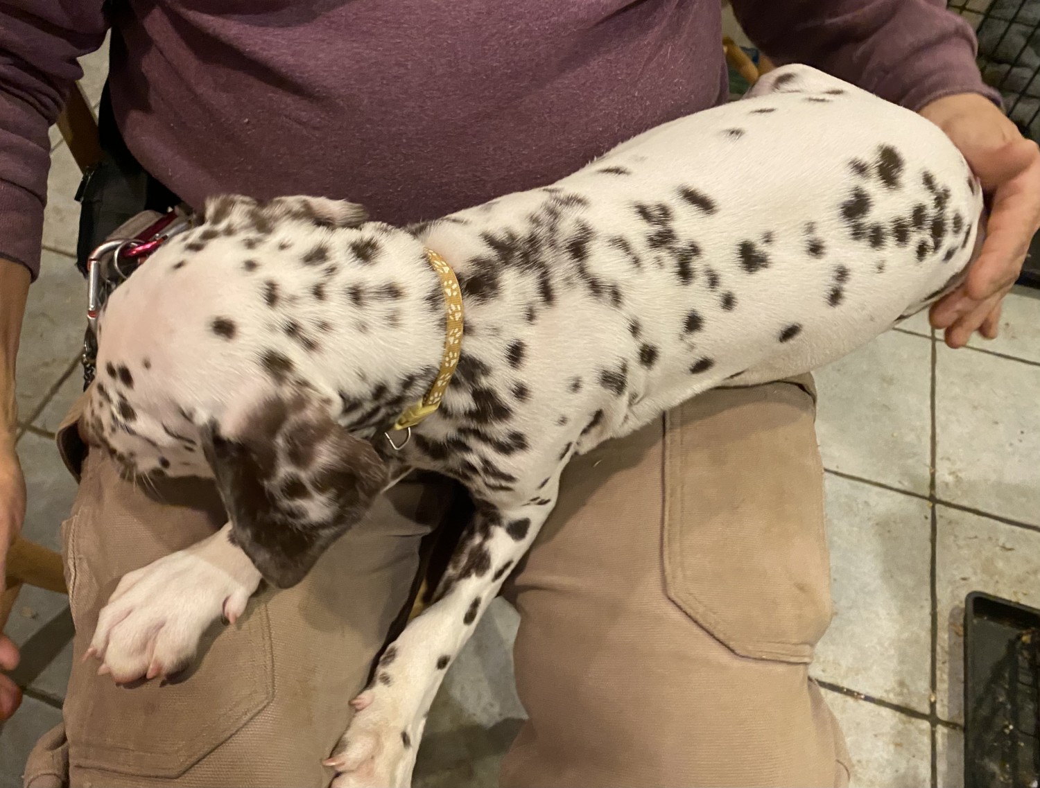 Dalmatian Puppies For Sale Concord, NH 399296 Petzlover