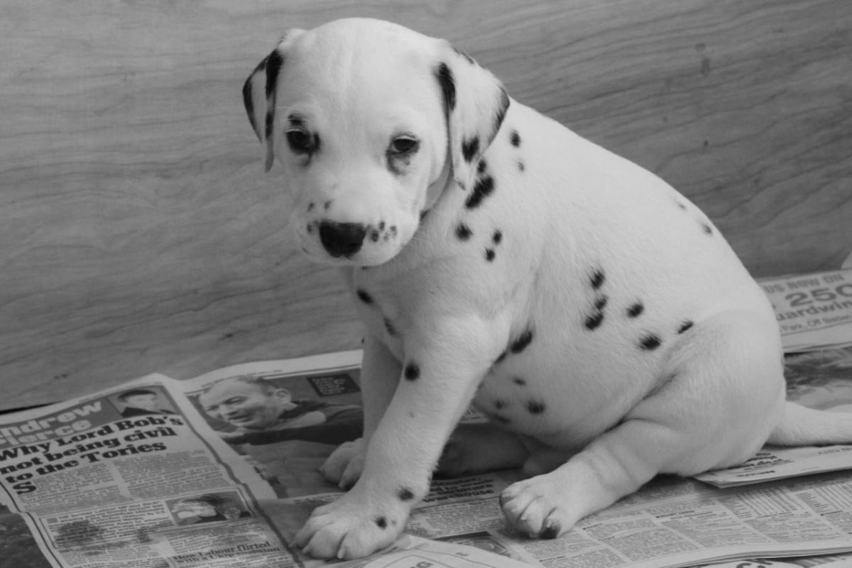 Dalmatian Puppies For Sale Jersey City, NJ 121425