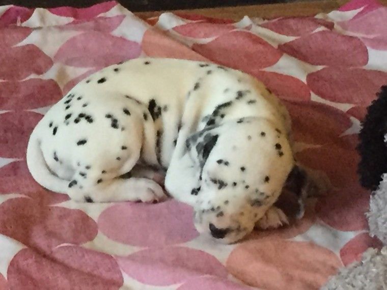 Dalmatian Puppies For Sale New York, IA 171810