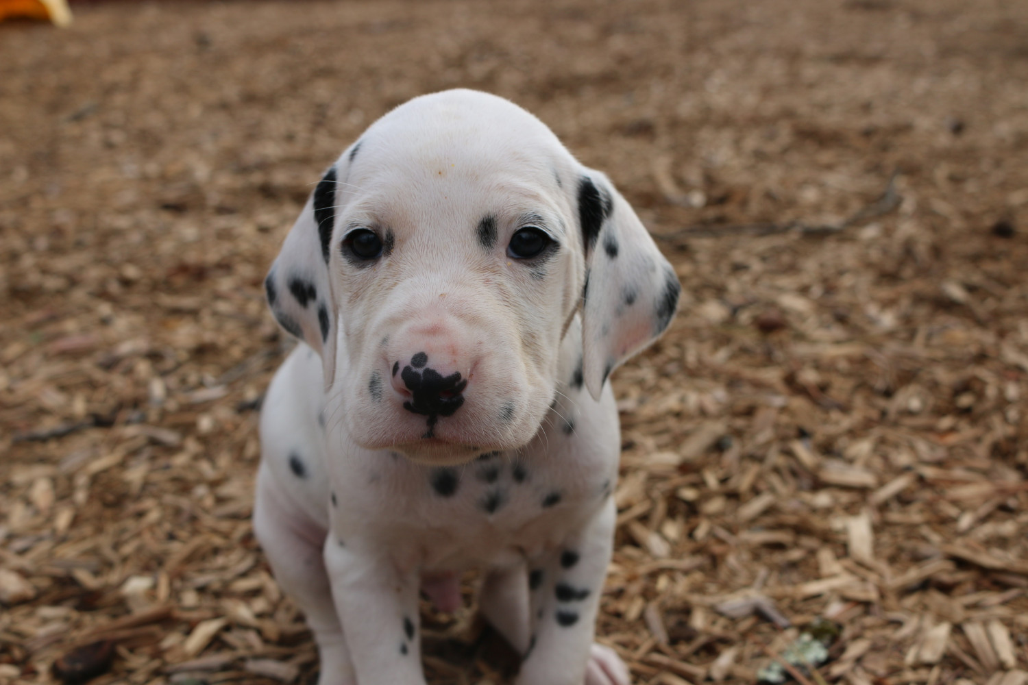Dalmatian Puppies For Sale Alpharetta, GA 178930