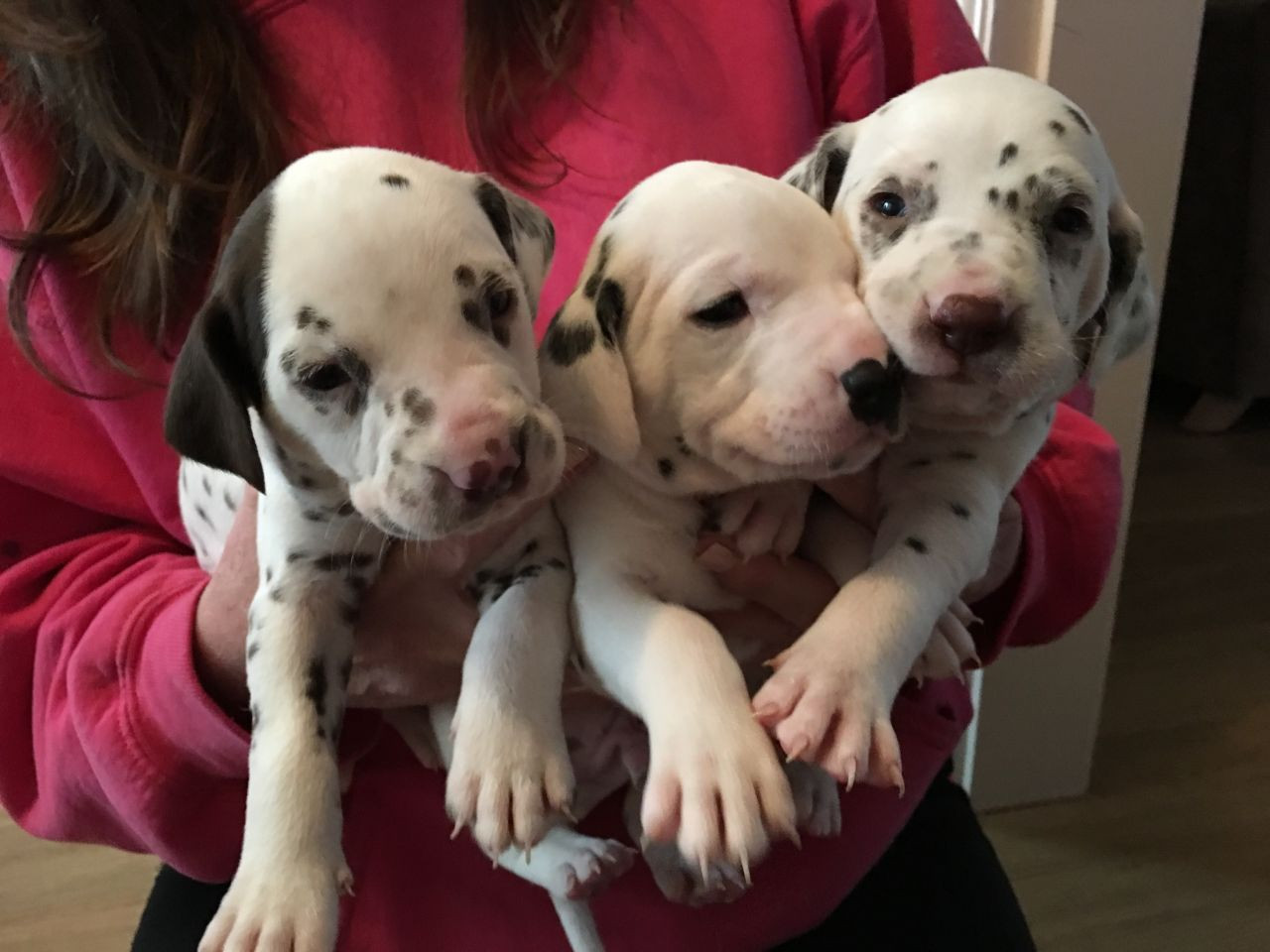 Dalmatian Puppies For Sale Carrollton, TX 190825