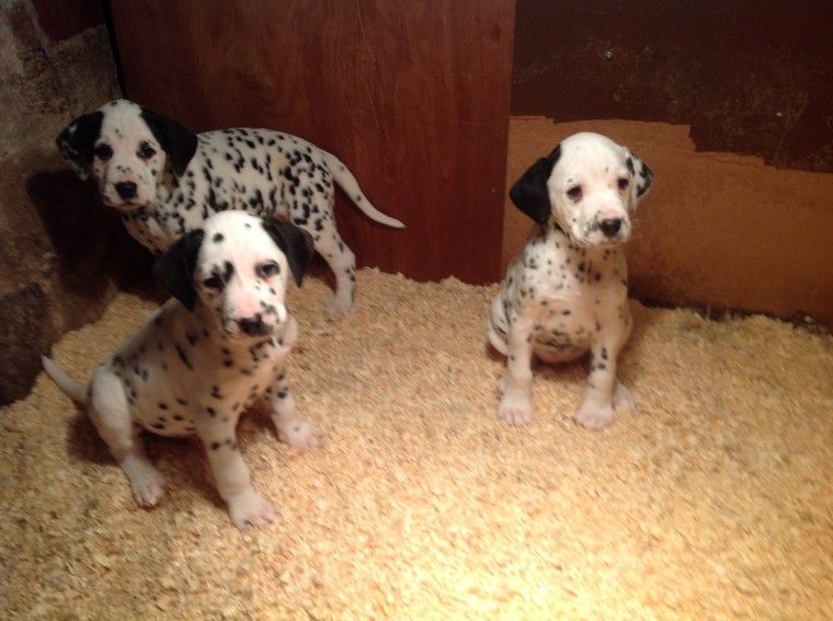 Dalmatian Puppies For Sale Spartanburg School District